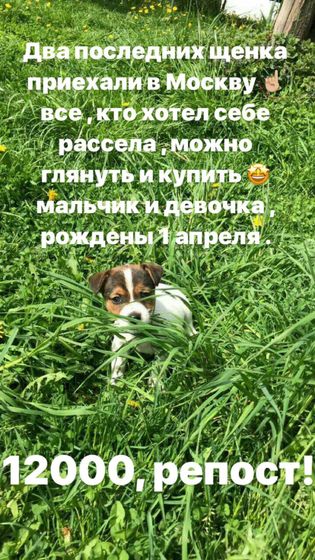 Может кому нужны щенки Расселла ?