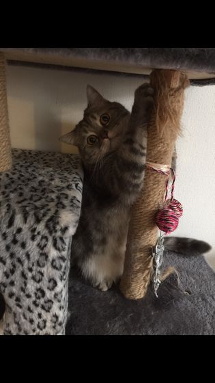 Отдала кота теперь жалею 😿