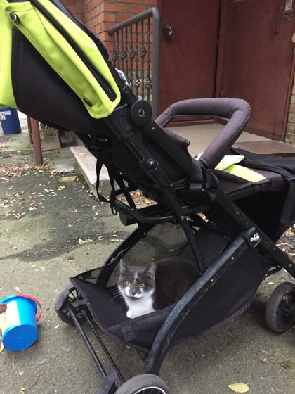 Отдам котика
