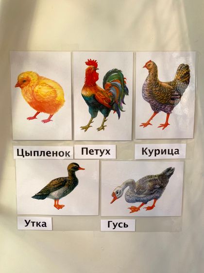 Тематические карточки Ранок ????