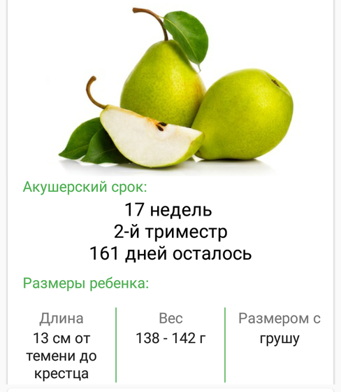 17 недель ❤