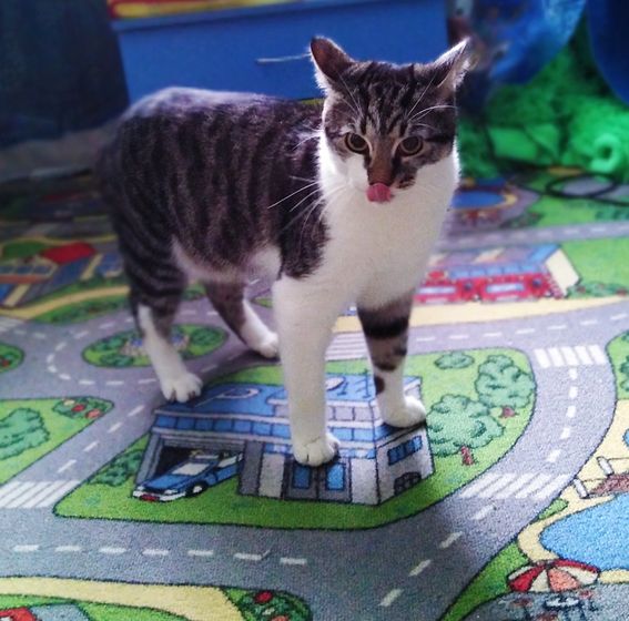 Пушистика в ленту🐱