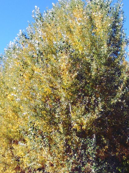 Гулять сегодня - одно удовольствие!🍁🍁🍁