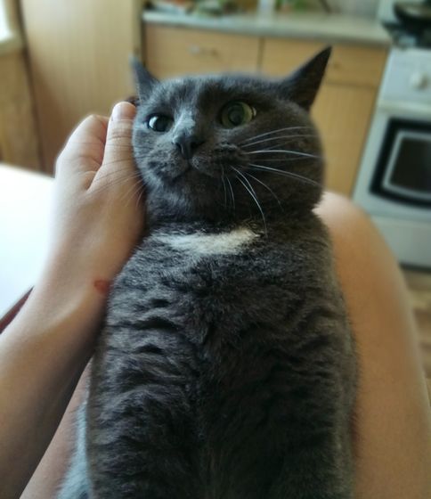 Братья наши меньшие ?