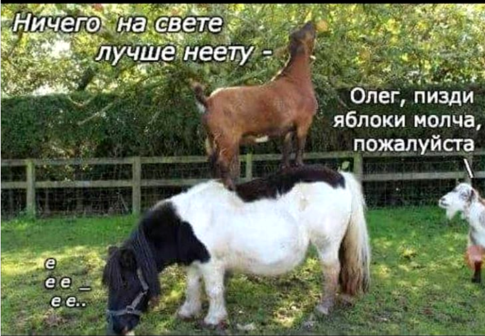 Чисто поржать