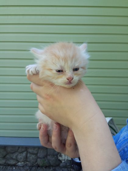 Отдам котят в дар.