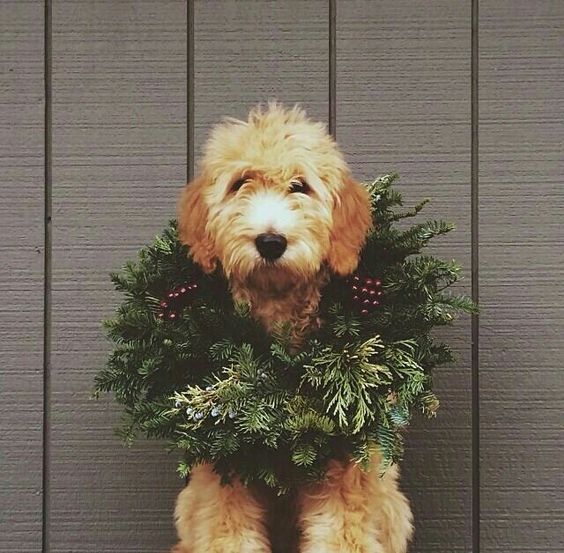 Новогодние вдохновители!