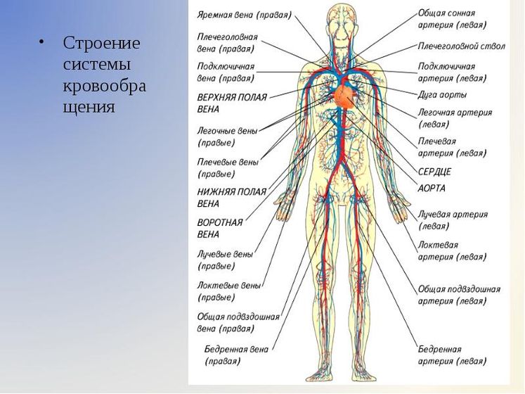 Вены. Что с ними нужно делать?