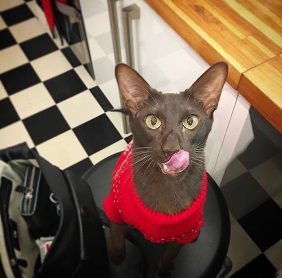 Котофеи🐱🐱🐱