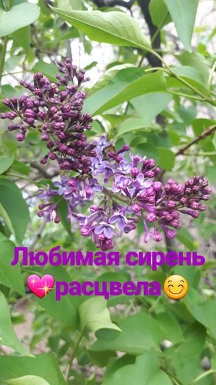 ?Весна?