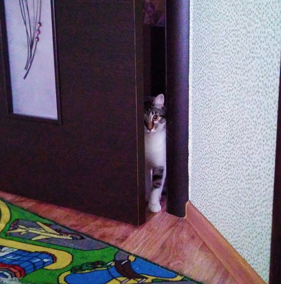 Пушистика в ленту🐱