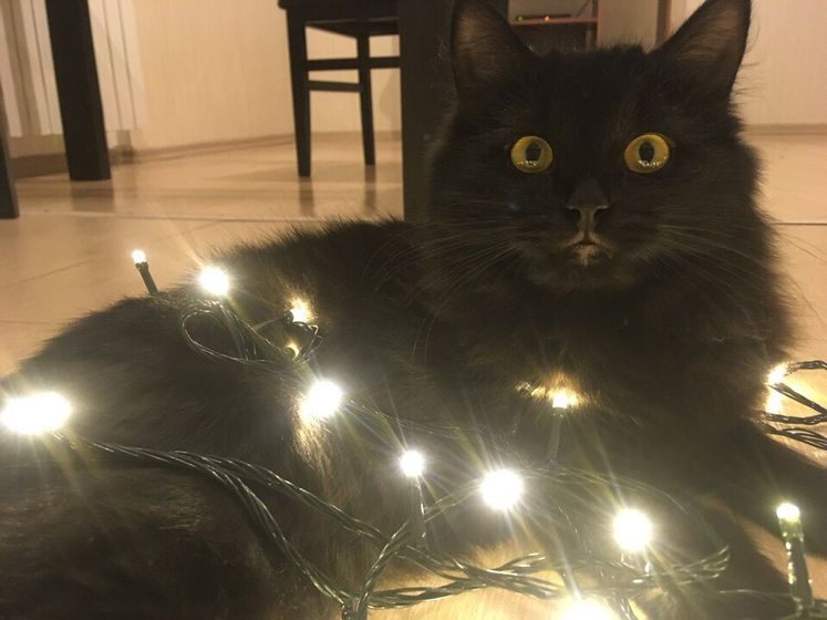 Выбираю кошака