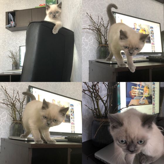 Новый год)