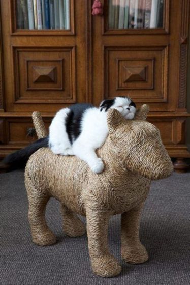 Для животин