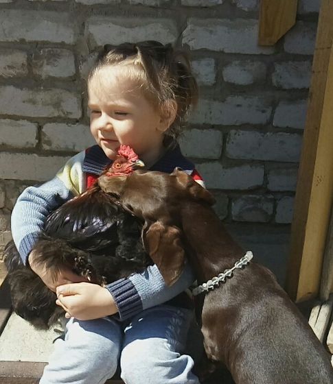 Наш бедный петух сегодня весь день провёл с нашей средней дочкой....сопротивление было бесполезным))))