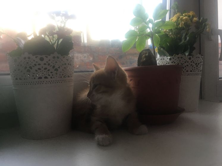 Принёс муж, подкидыша