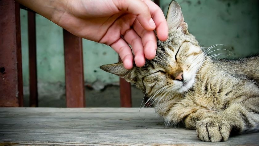 Кошки тоже хотят теплоты
