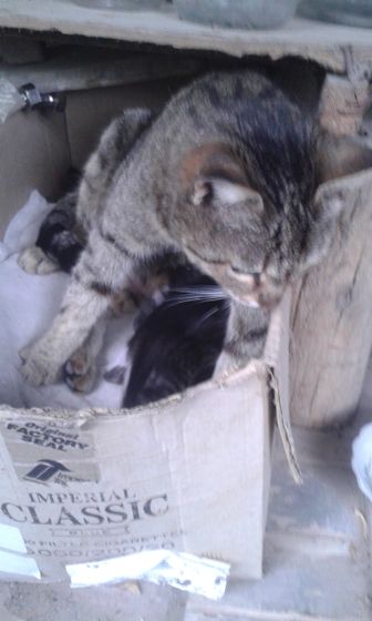 Кошка))