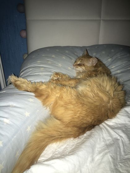 Коты, такие коты❤️