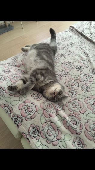 Отдала кота теперь жалею 😿