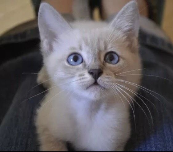 Хочу завезти кота