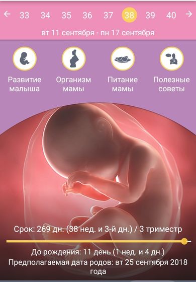 38 неделя