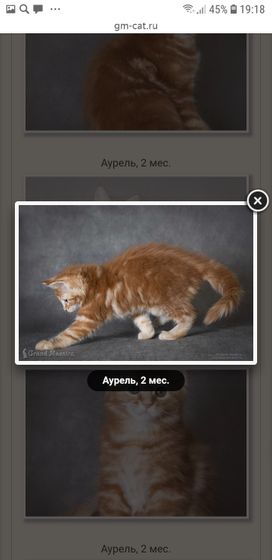 Котятки