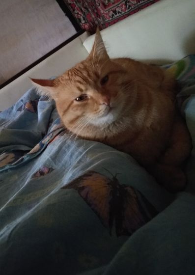 Мой кот сошел с ума