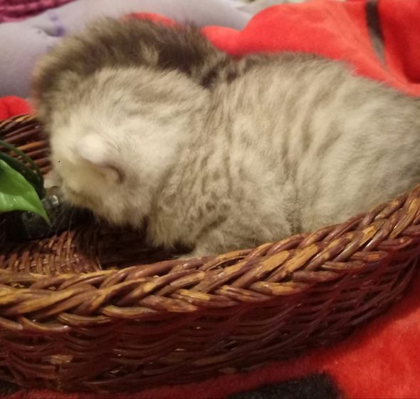 Британские котята. Окрас.