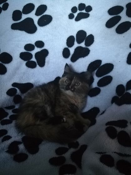Кошаки мои и не только мои)))
