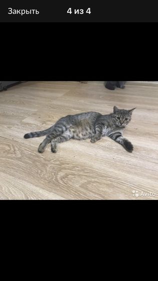 Кошечки