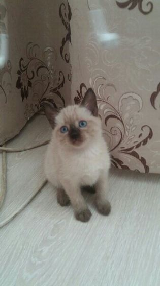 Кошка в доме