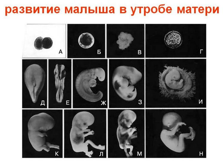 Как развивается будущий ребенок?