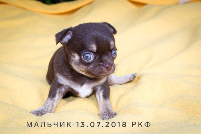 Чихуахуа ?