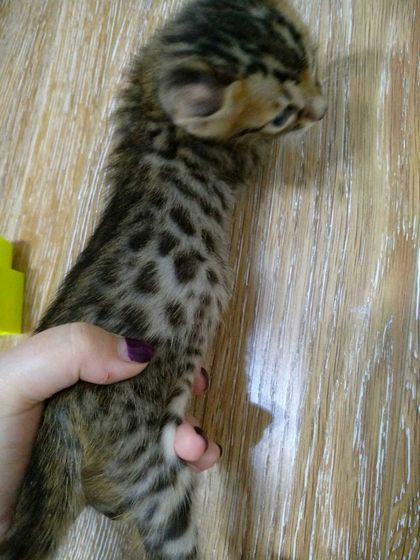 Купили котенка