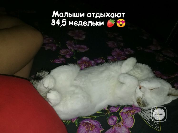 Домашние животные и дети ?