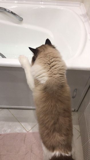 Котик и фен