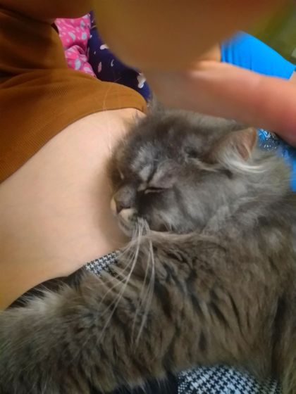 Кот и беременность