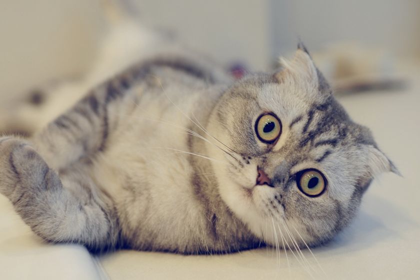 Кошка и путешествия ?