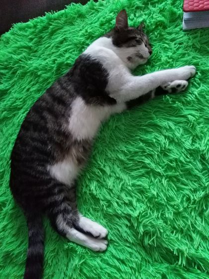 Все о детях, а я всё про кота 😆