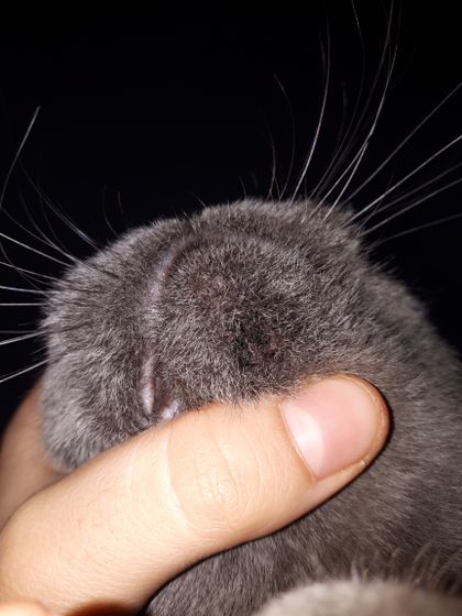 Что это у кошки?
