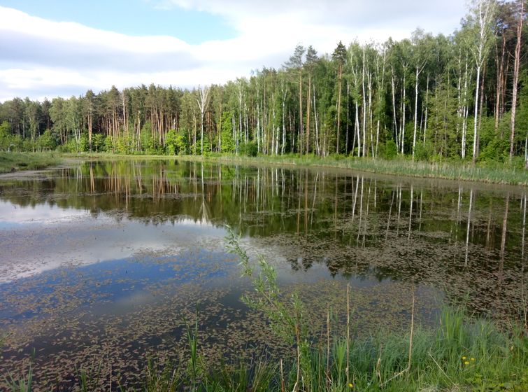 Перевороты, поползновения и коты