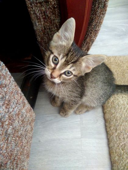 Кому нужны котятки ?