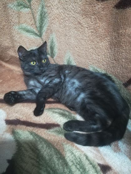 Давно о котэ не разговаривали. Поговорим?