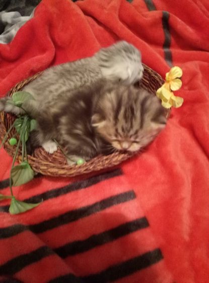 Британские котята. Окрас.