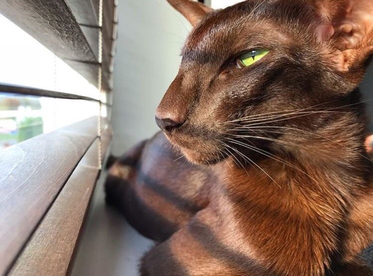 Котофеи🐱🐱🐱