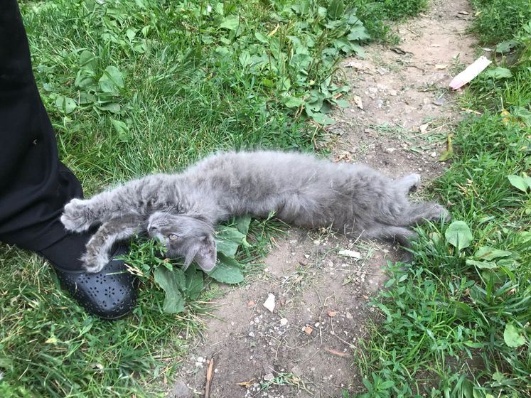 Ищу дом котёнку