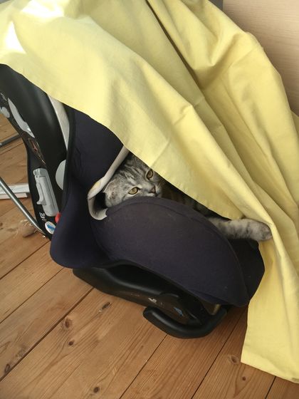 Потеряла дома кота ???